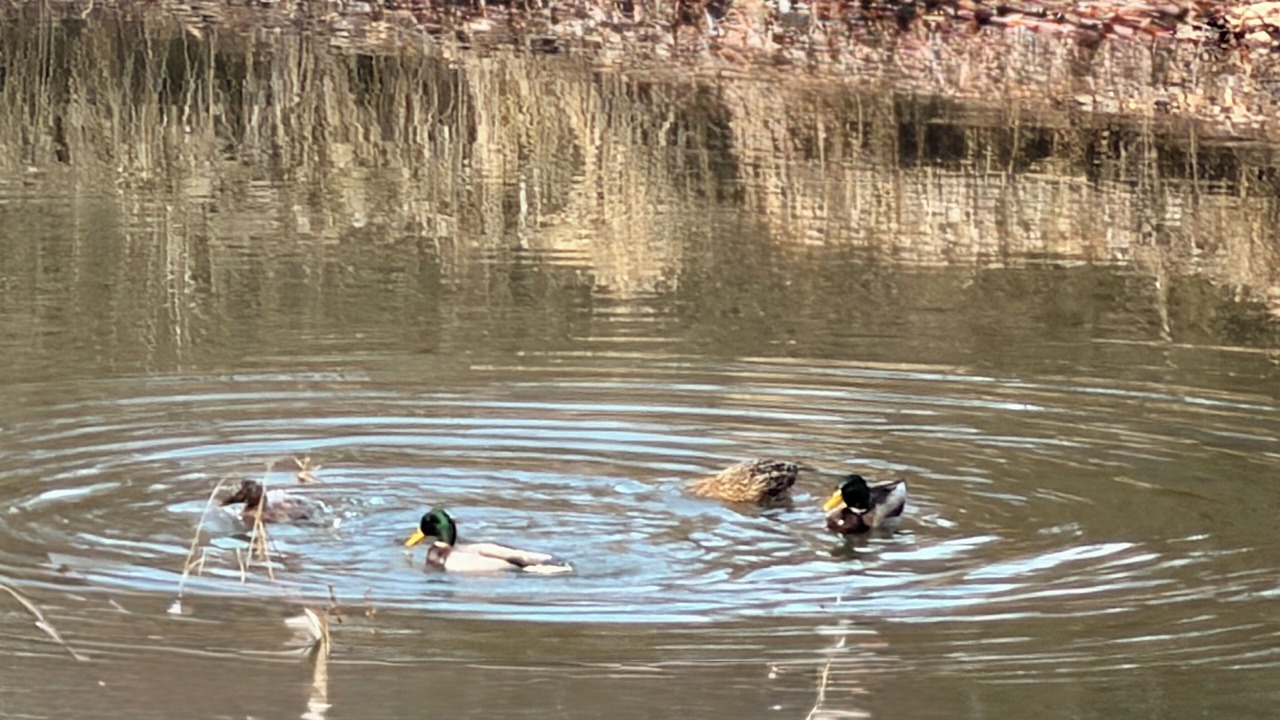 Photo of Others in Waldron
