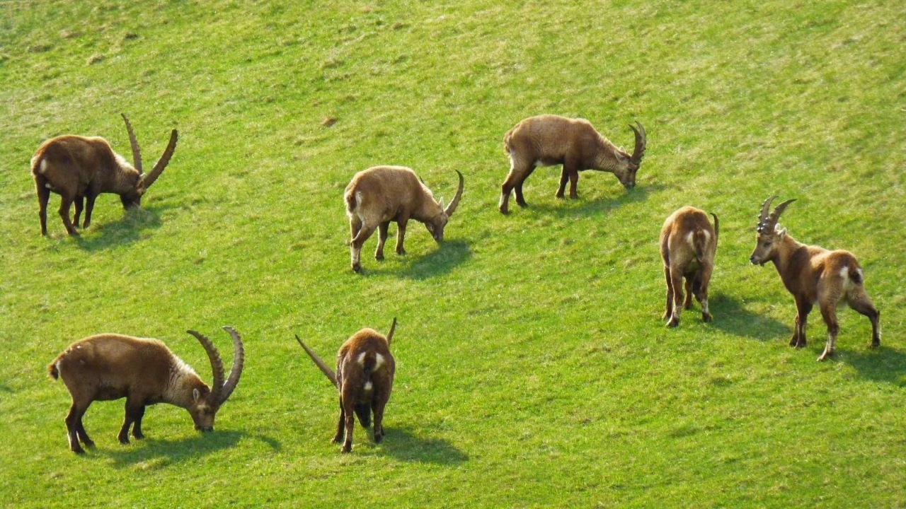 Photo of Others in Pontresina