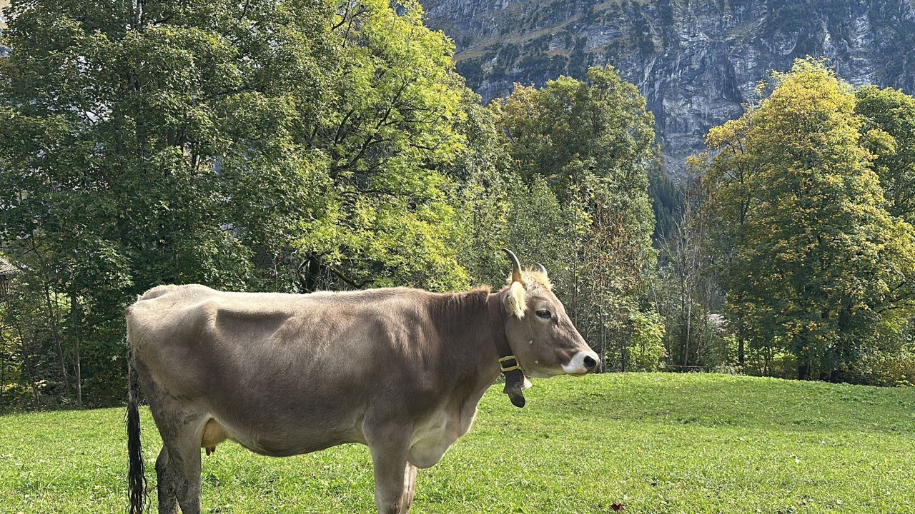 Photo of Others in Grindelwald