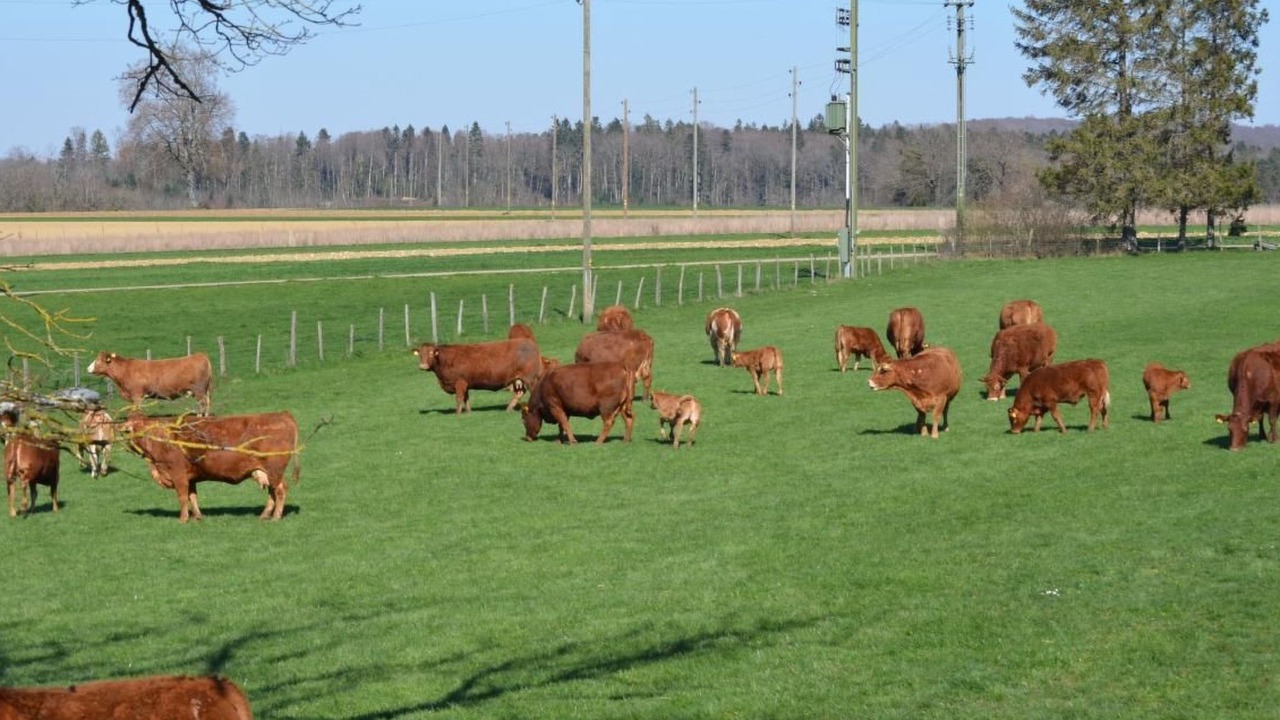 Photo of Others in Haute-Ajoie