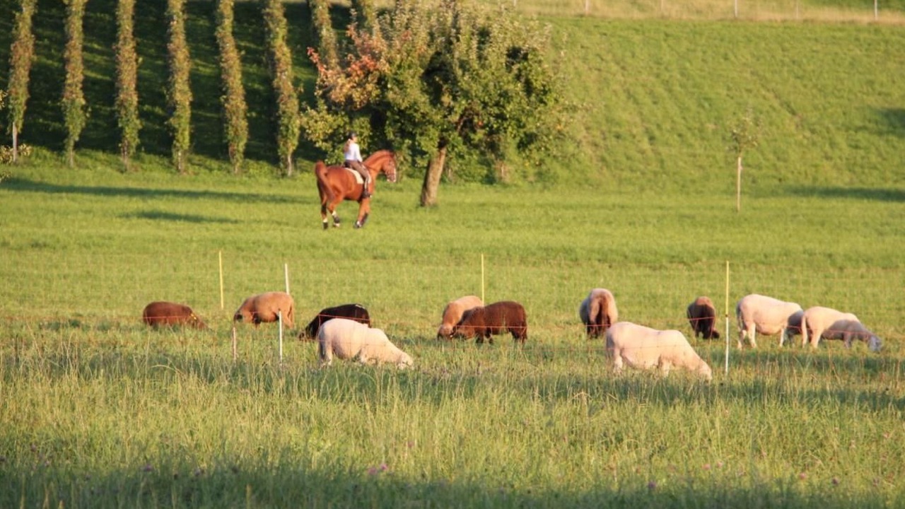 Photo of Others in Meilen District