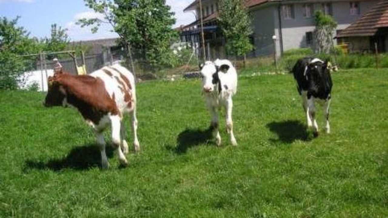 Photo of Others in Attiswil