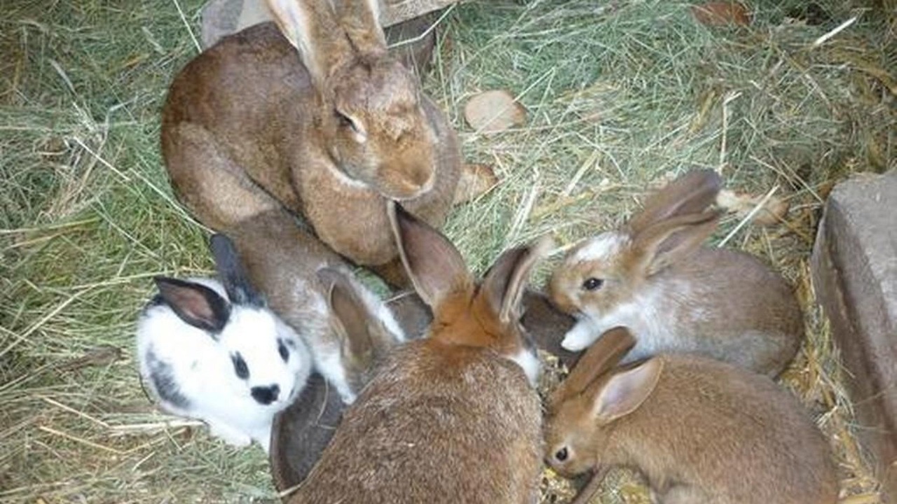 Photo of Others in Andelfingen District