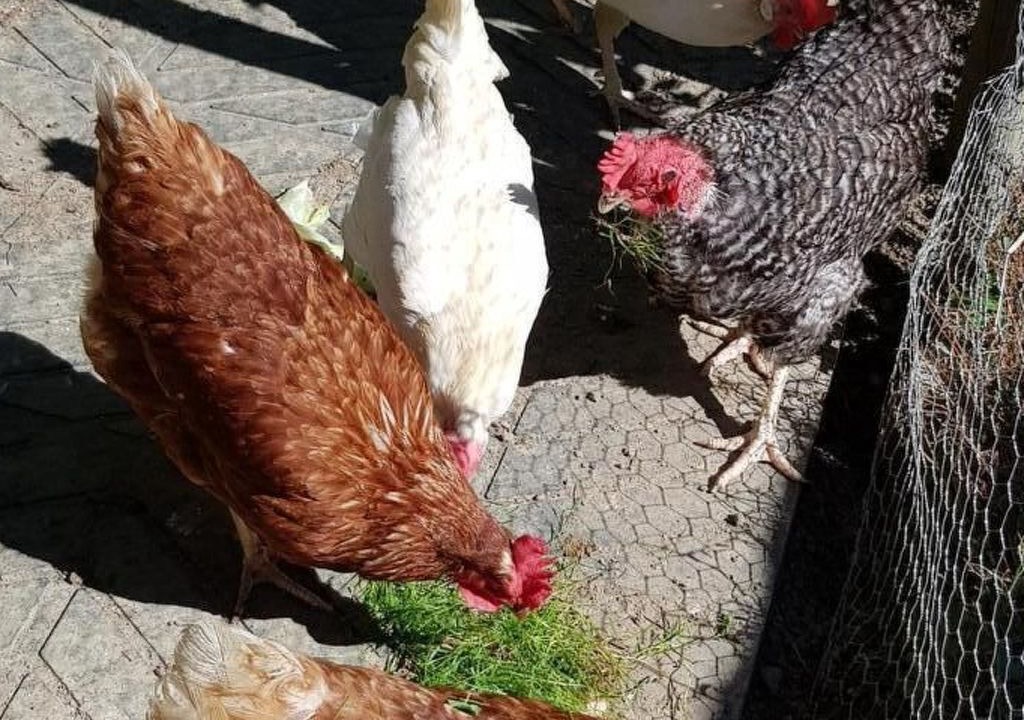 Photo of Others in Andelfingen District