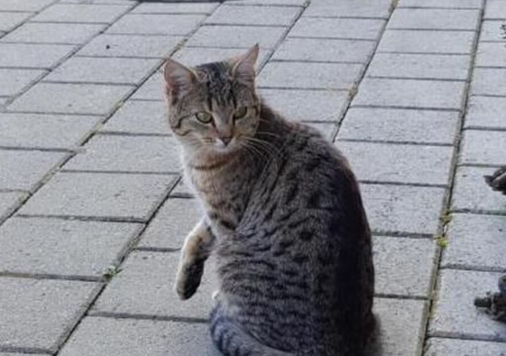 Photo of Others in Andelfingen District