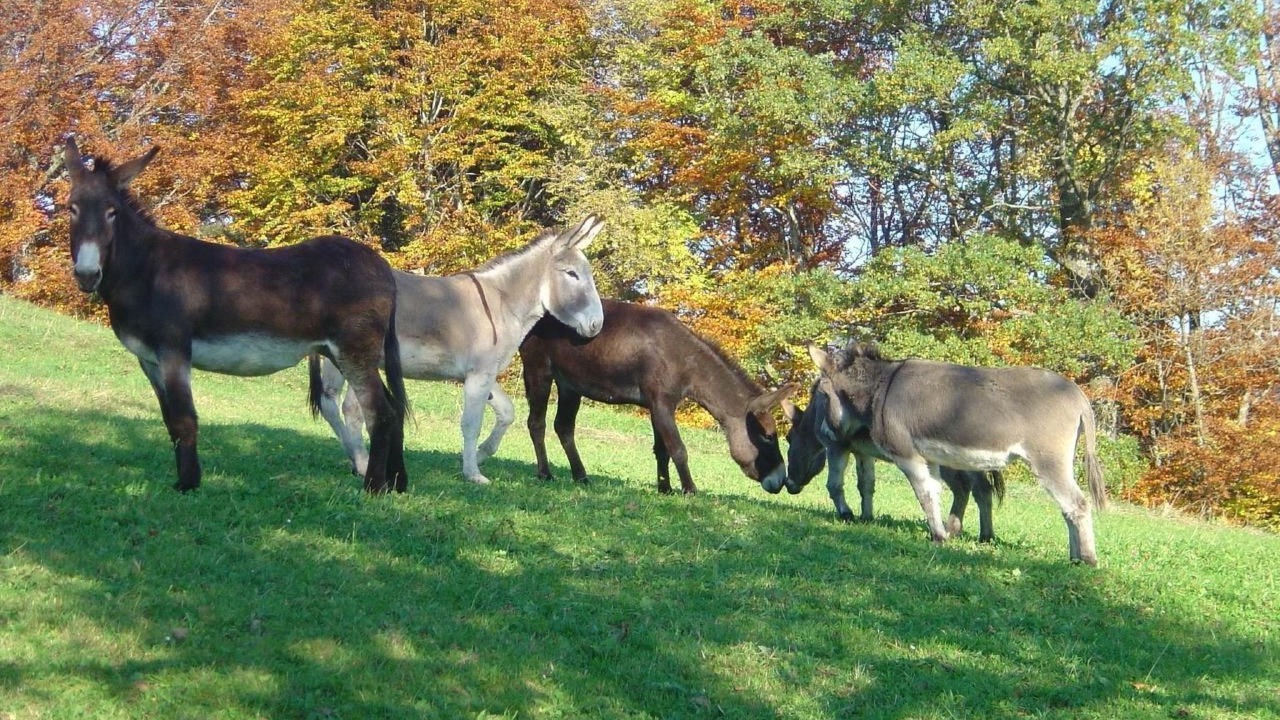 Photo of Others in Butschwil