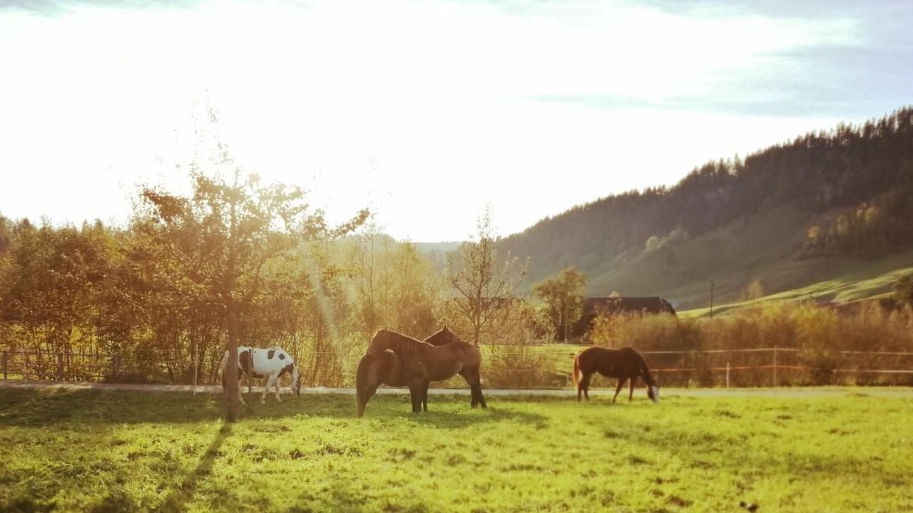 Photo of Others in Escholzmatt