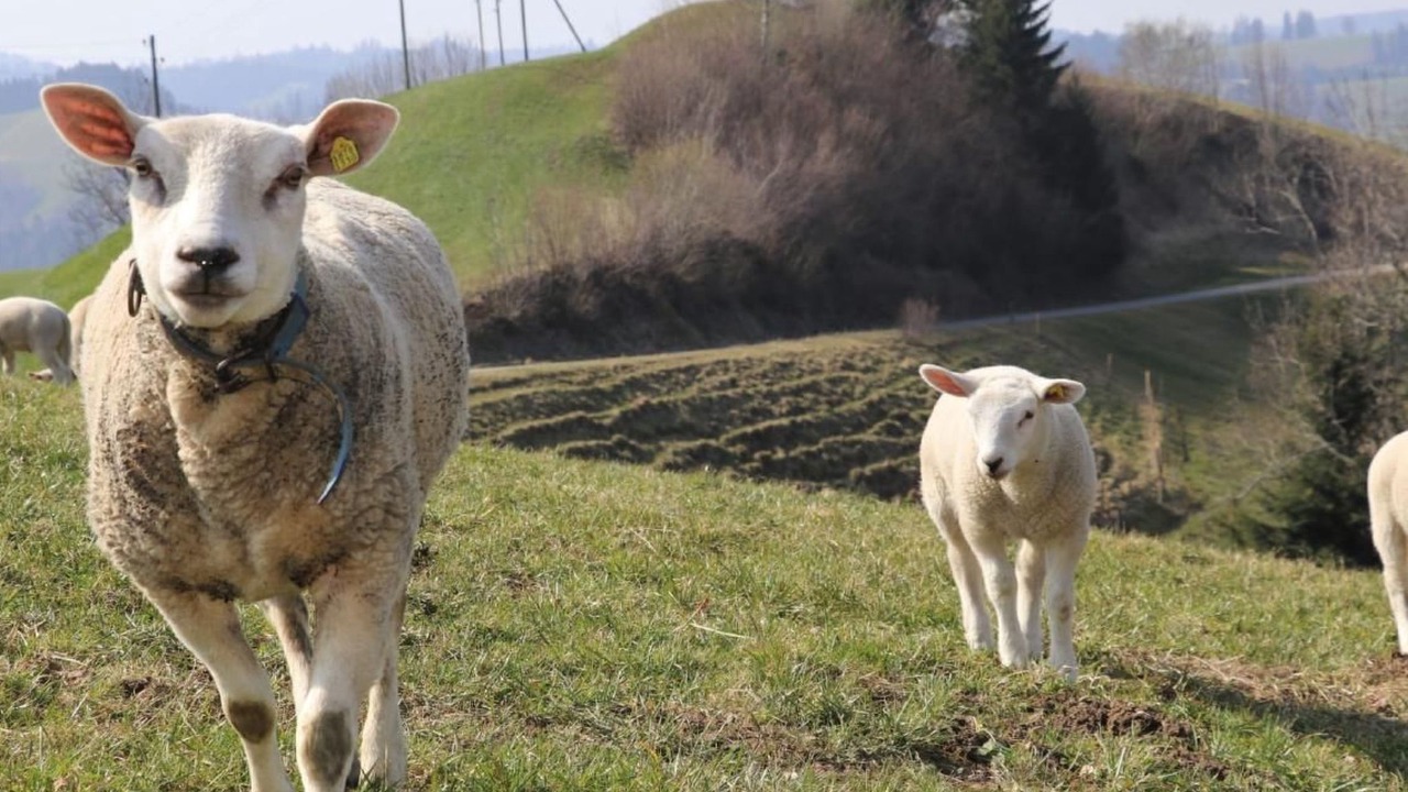 Photo of Others in Hergiswil bei Willisau