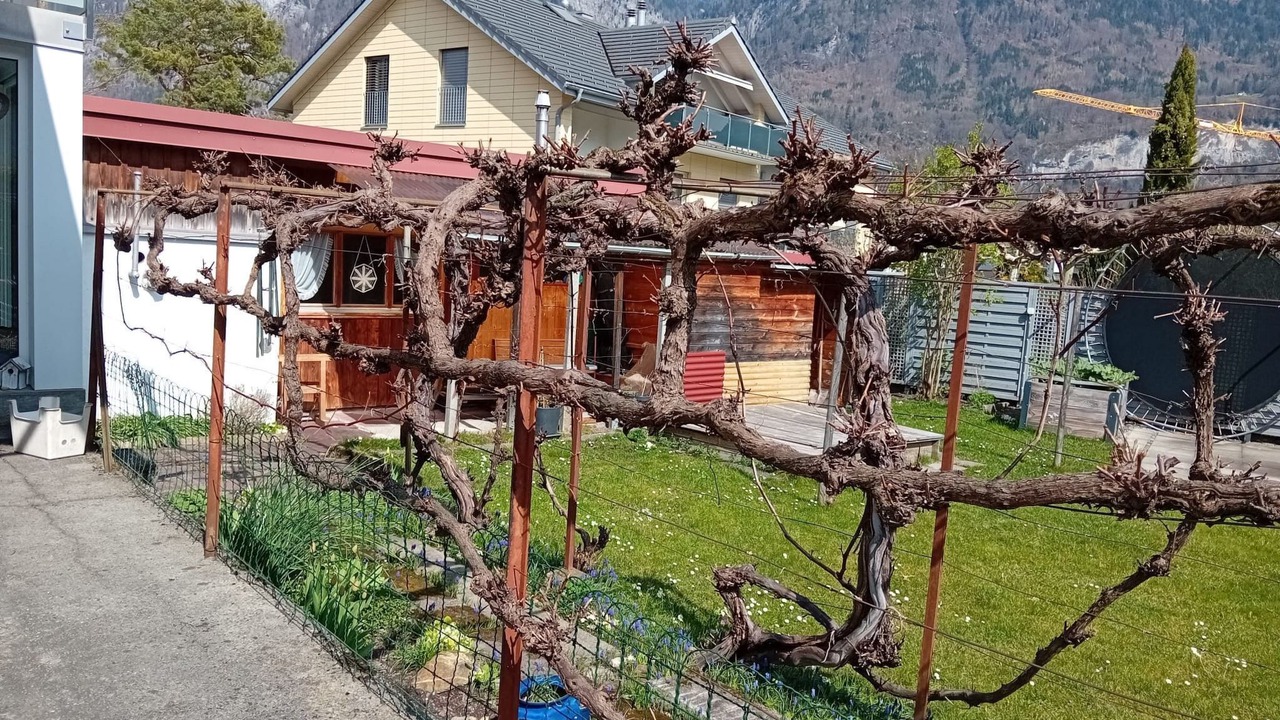 Photo of Others in Pfaefers Dorf