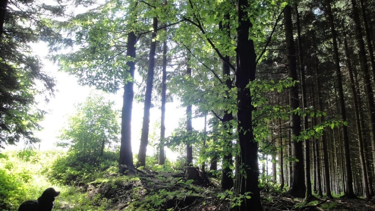 Photo of Others in Gaiserwald