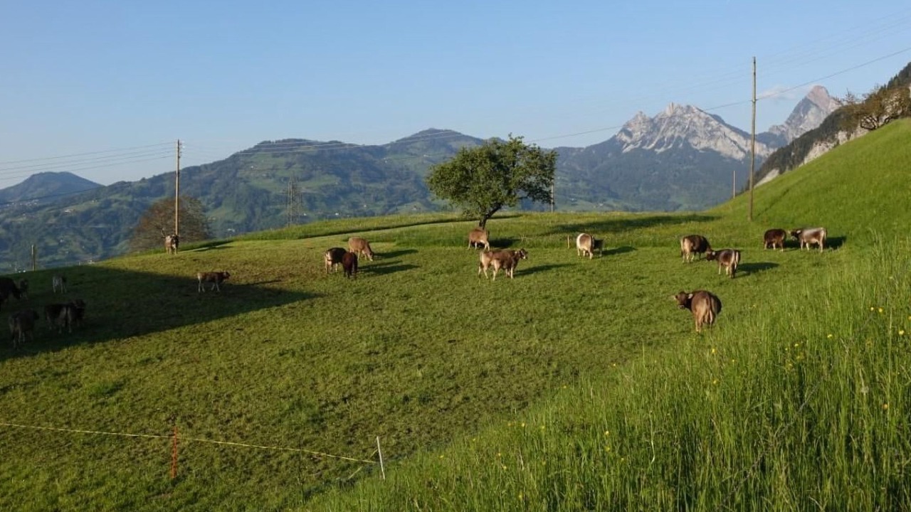 Photo of Others in Lauerz