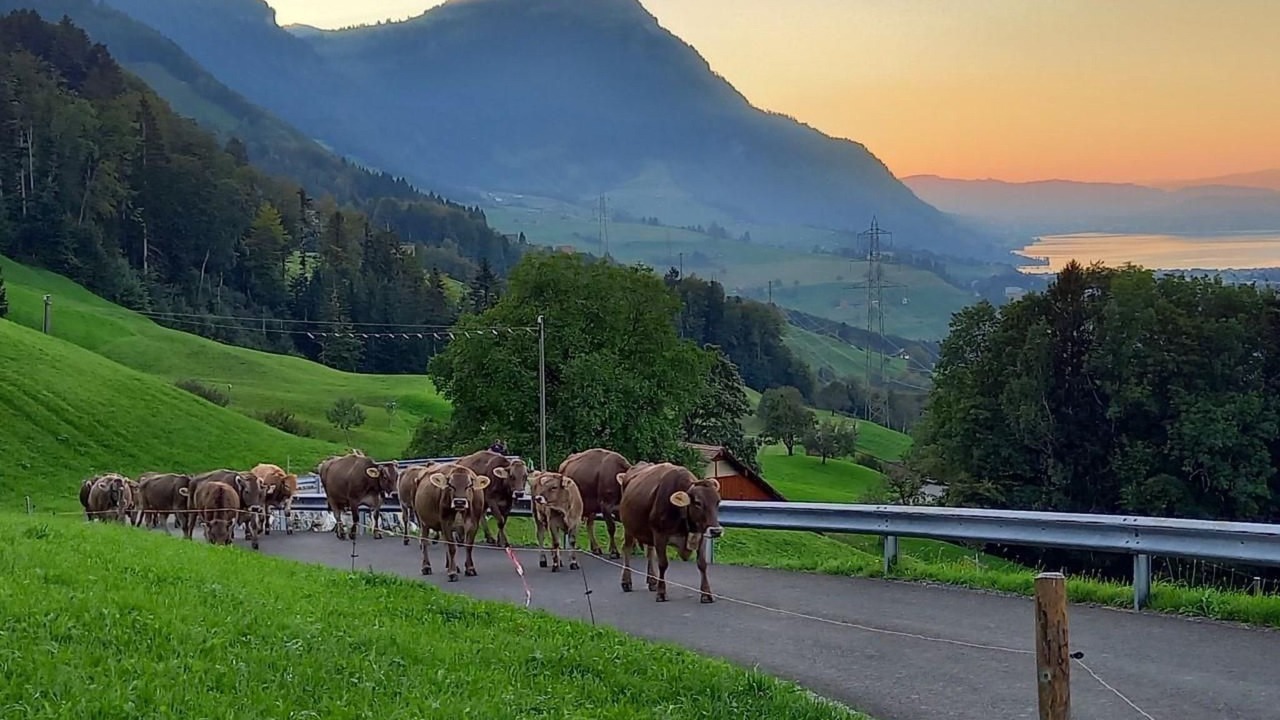Photo of Others in Lauerz