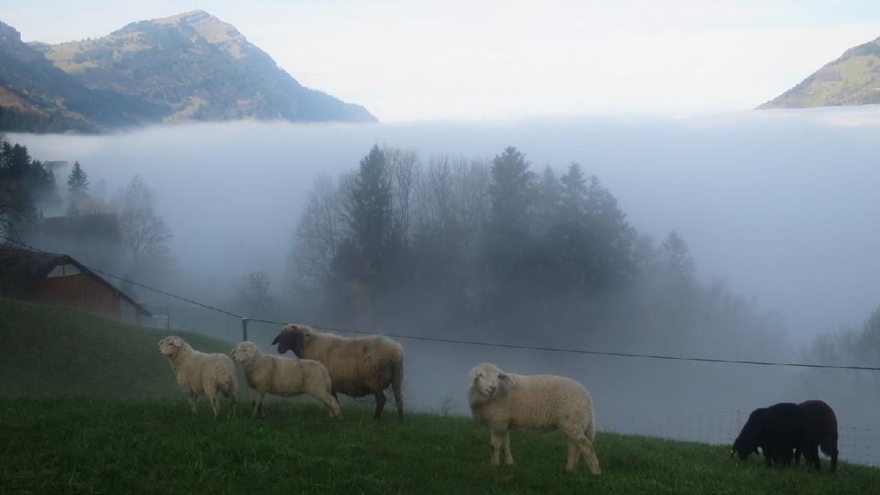 Photo of Others in Lauerz