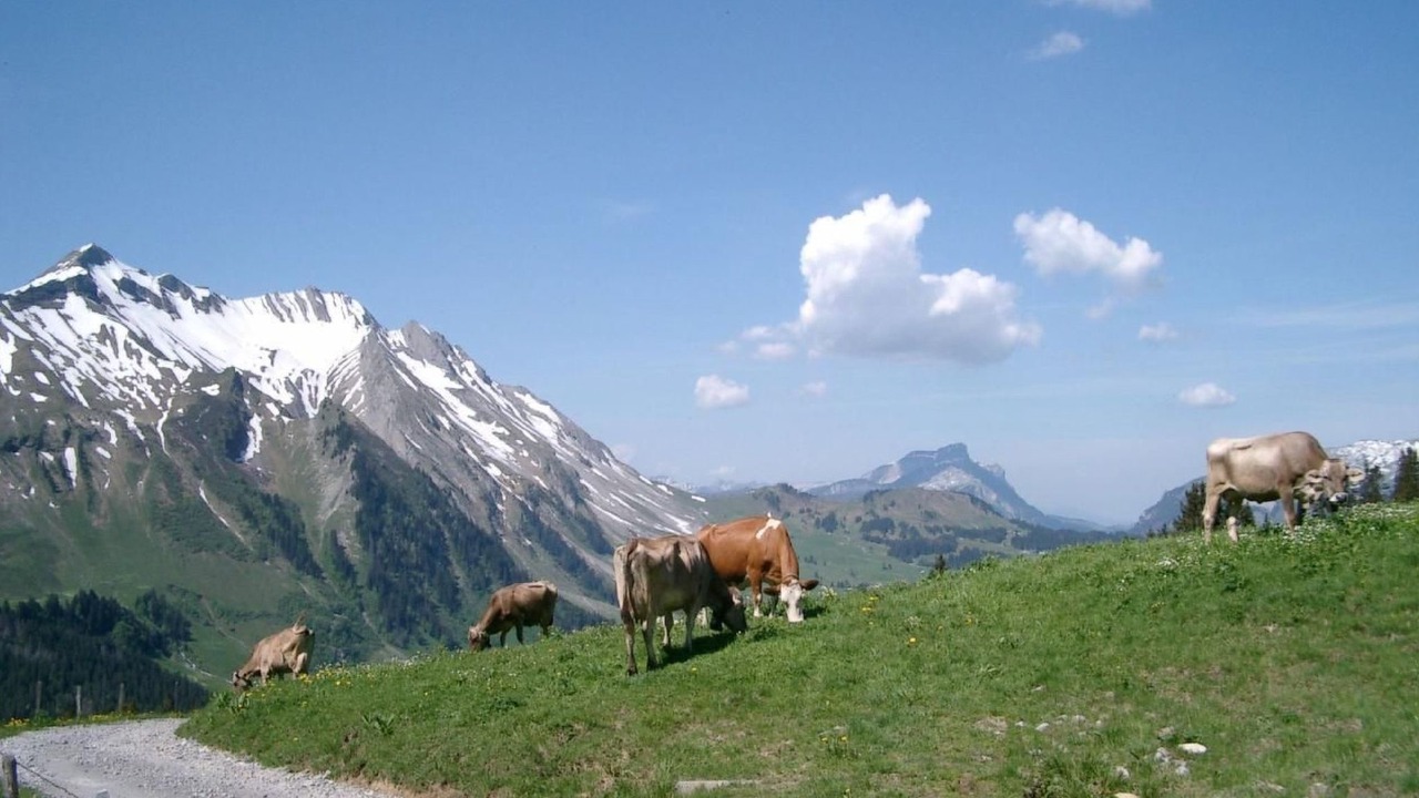 Photo of Others in Giswil