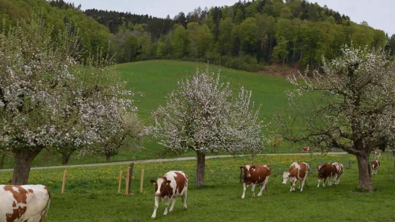 Photo of Others in Burgdorf