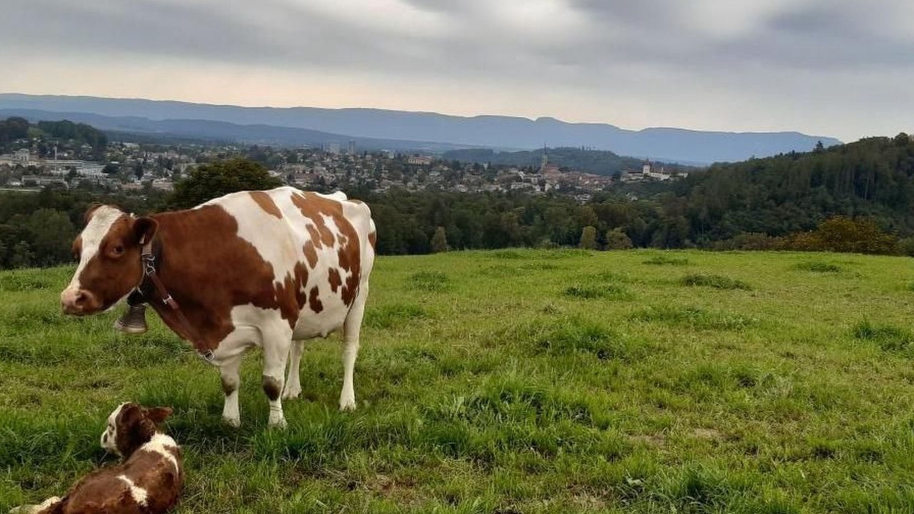 Photo of Others in Burgdorf