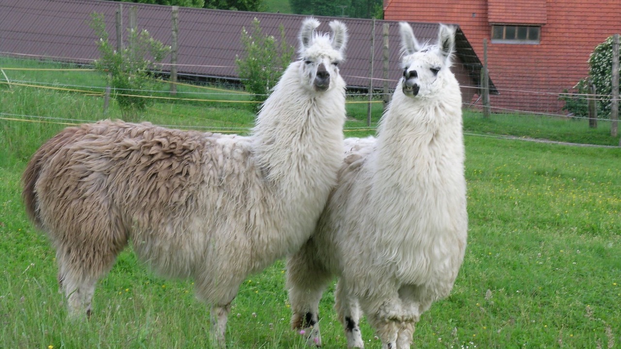 Photo of Others in Huttwil