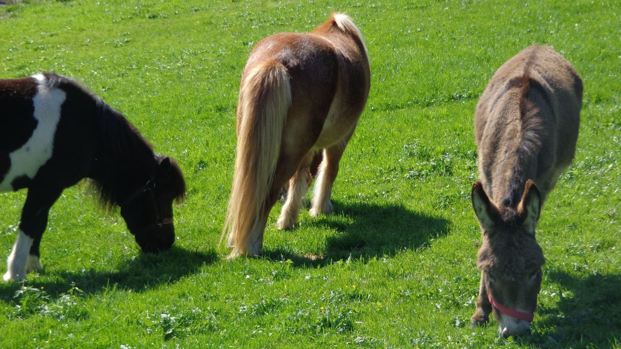 Photo of Others in Huttwil