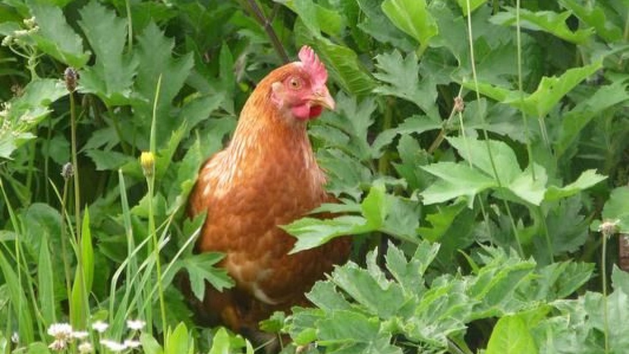 Photo of Others in Flerden