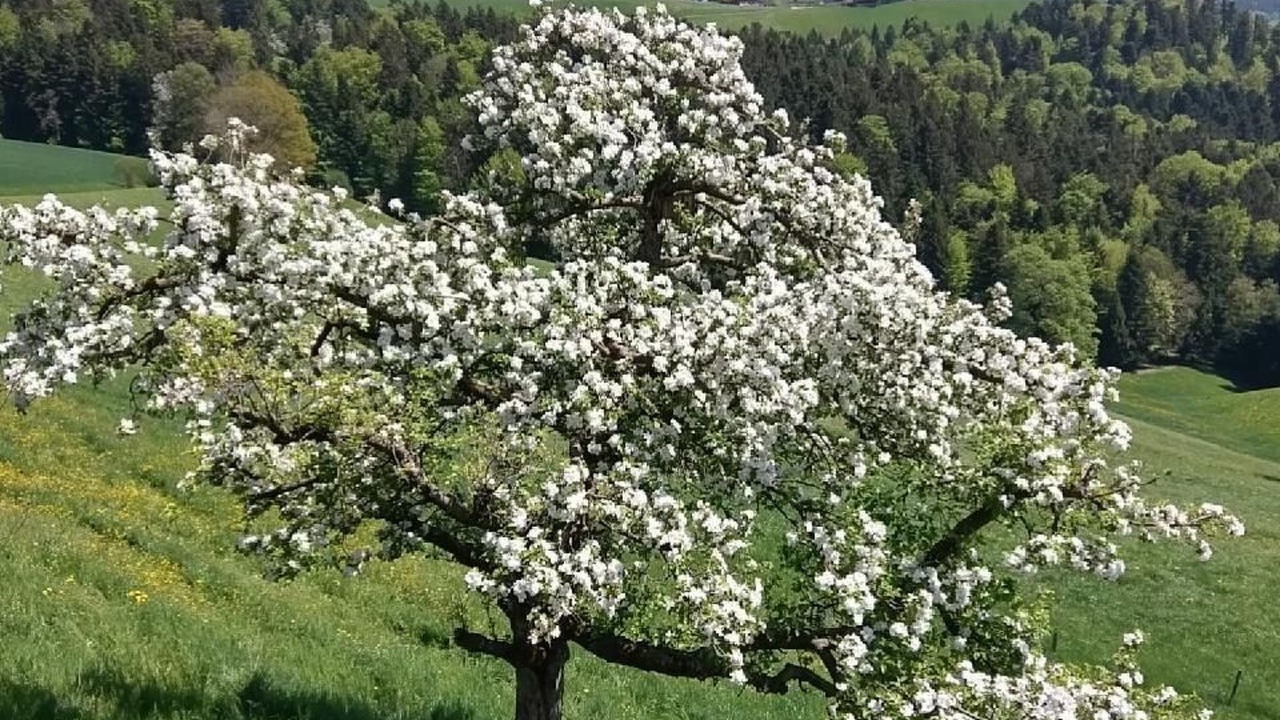 Photo of Others in Oberbalm