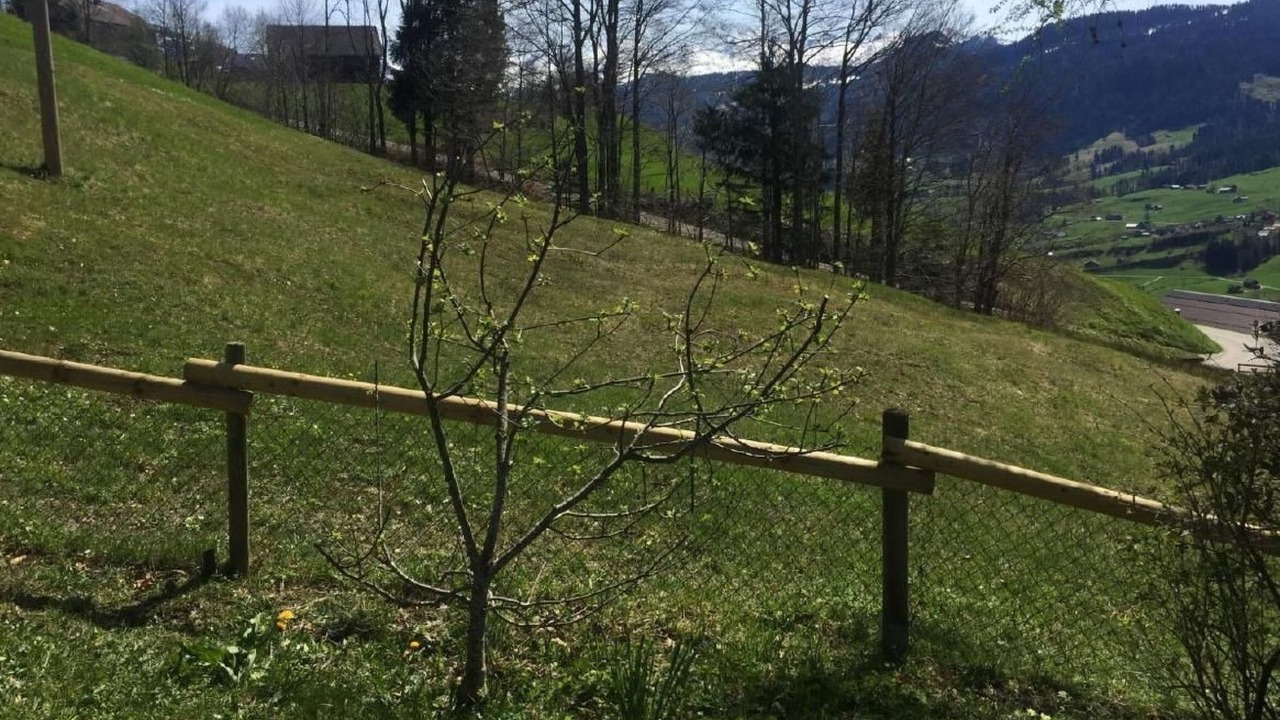 Photo of Others in Krummenau