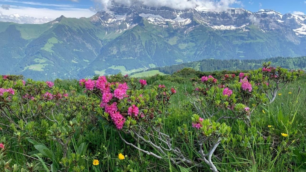 Photo of Others in Morgins