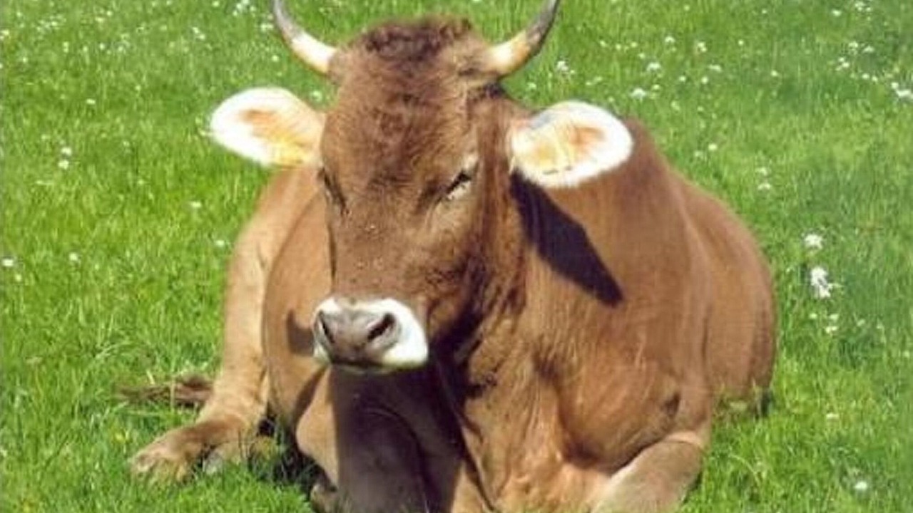 Photo of Others in Herisau