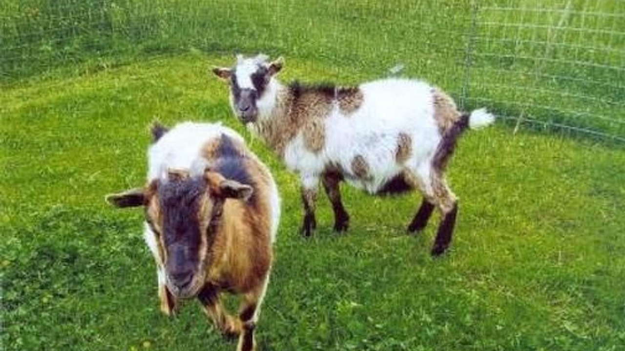 Photo of Others in Herisau