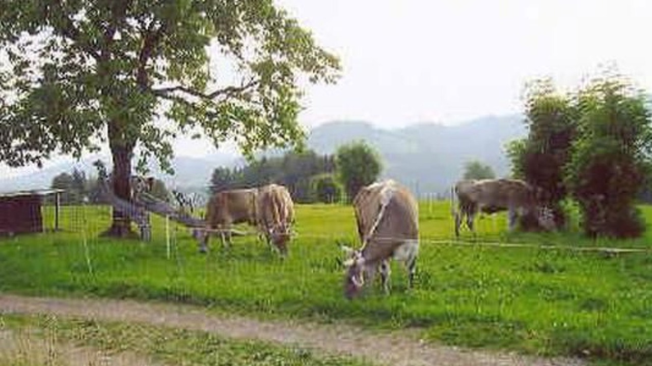 Photo of Others in Herisau
