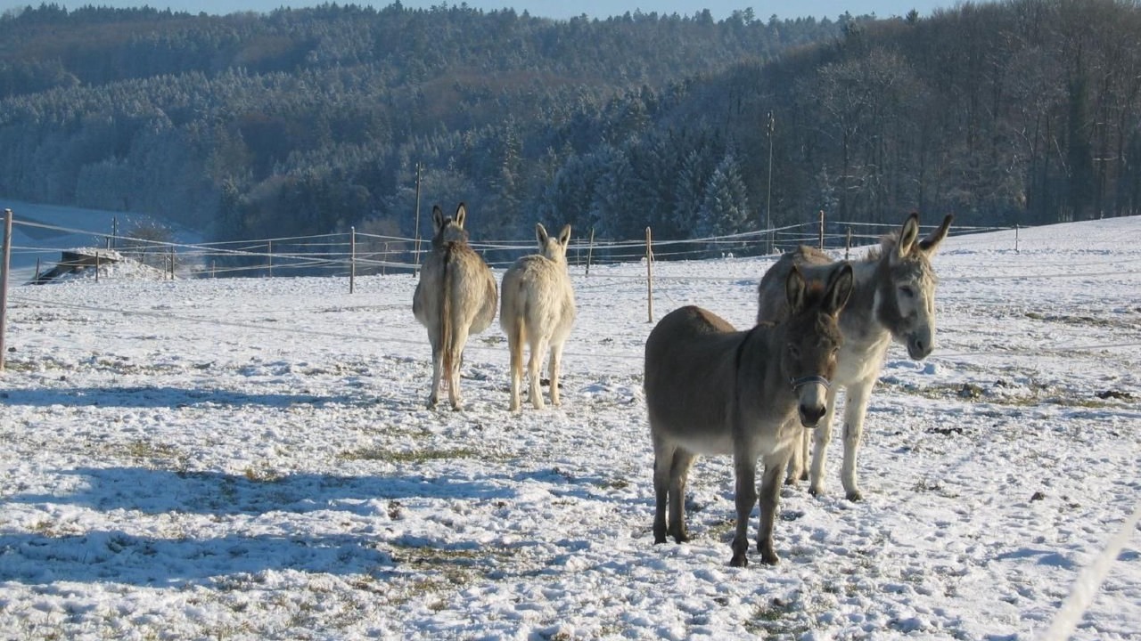 Photo of Others in Eschenz
