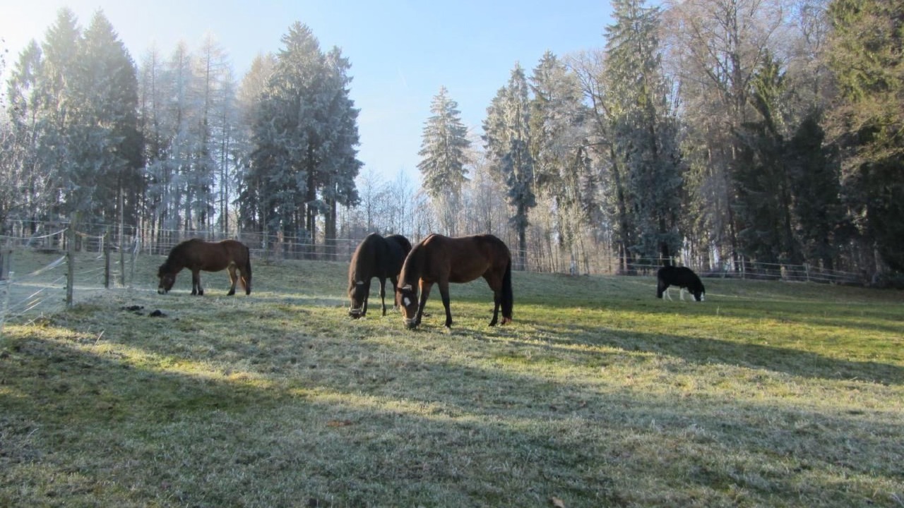 Photo of Others in Eschenz