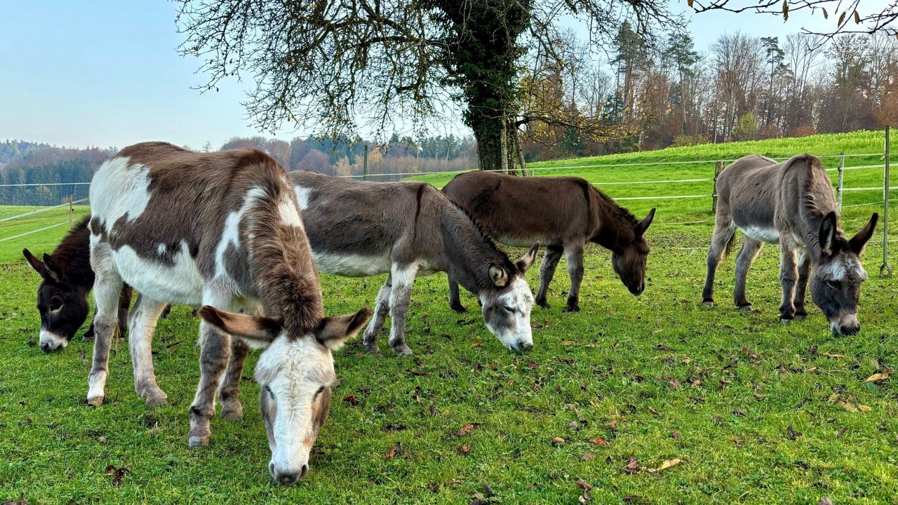 Photo of Others in Eschenz
