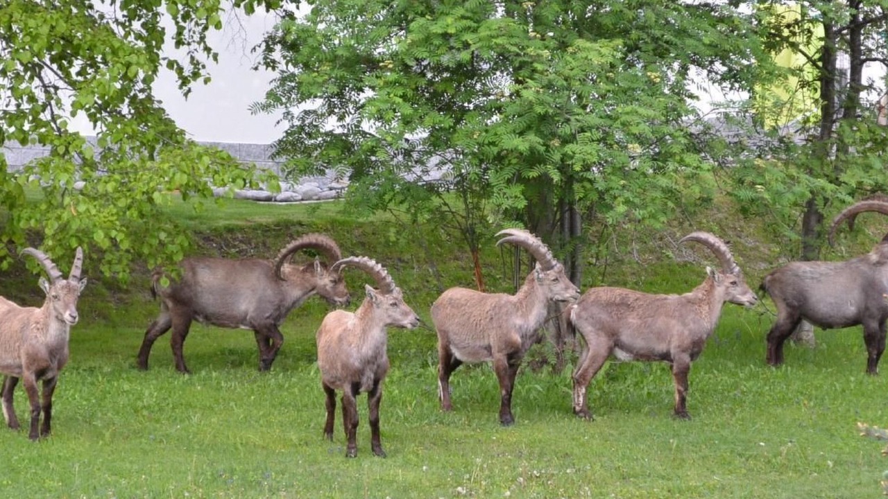 Photo of Others in Graechen