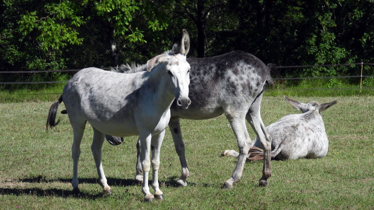 Photo of Others in Montagudet