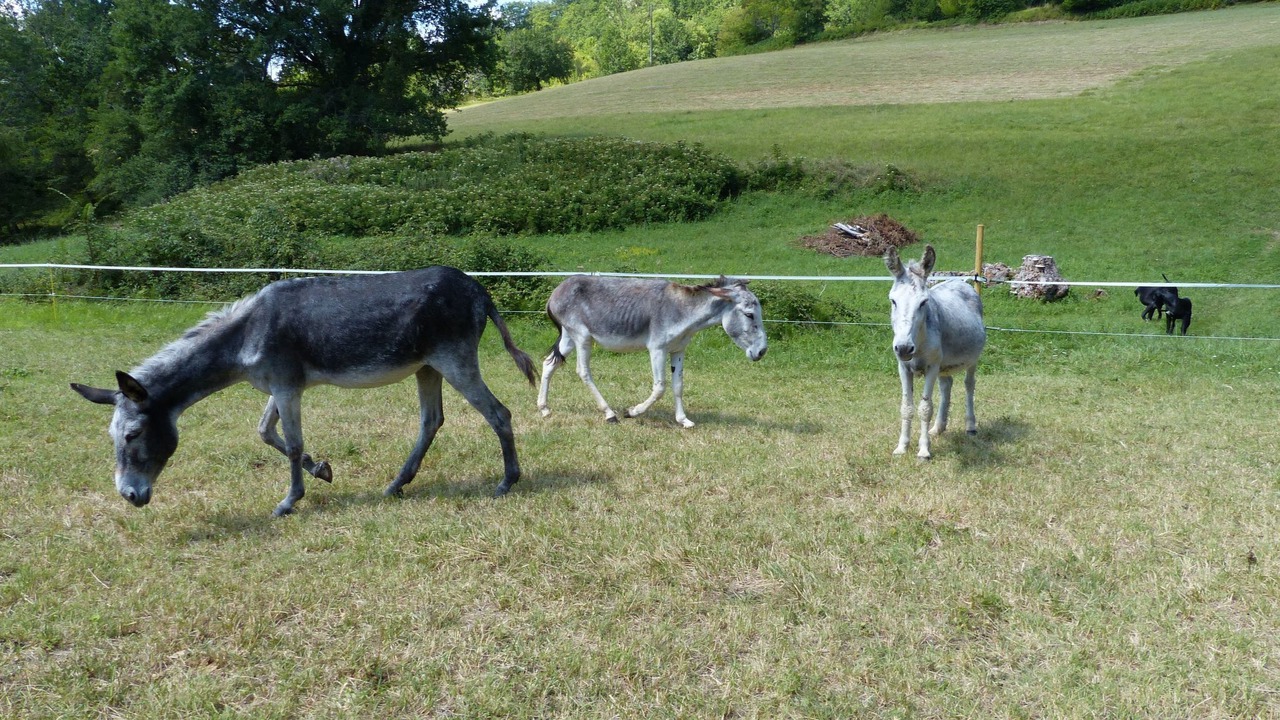 Photo of Others in Montagudet