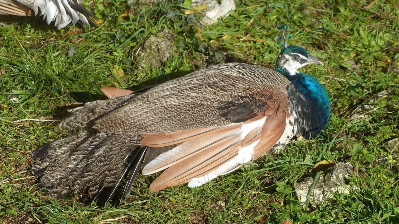 Photo of Others in Montagudet