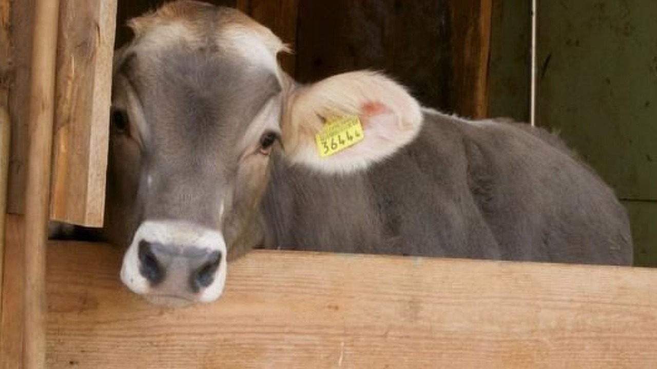 Photo of Others in Neckertal