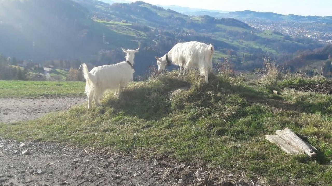 Photo of Others in Rehetobel