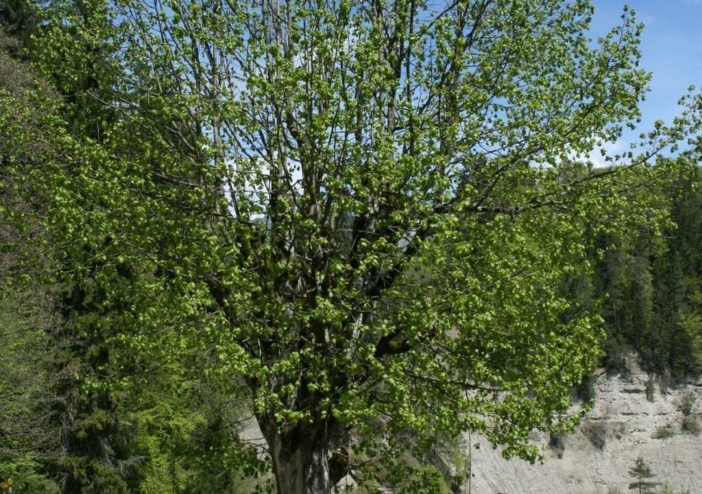 Photo of Others in Nuegg
