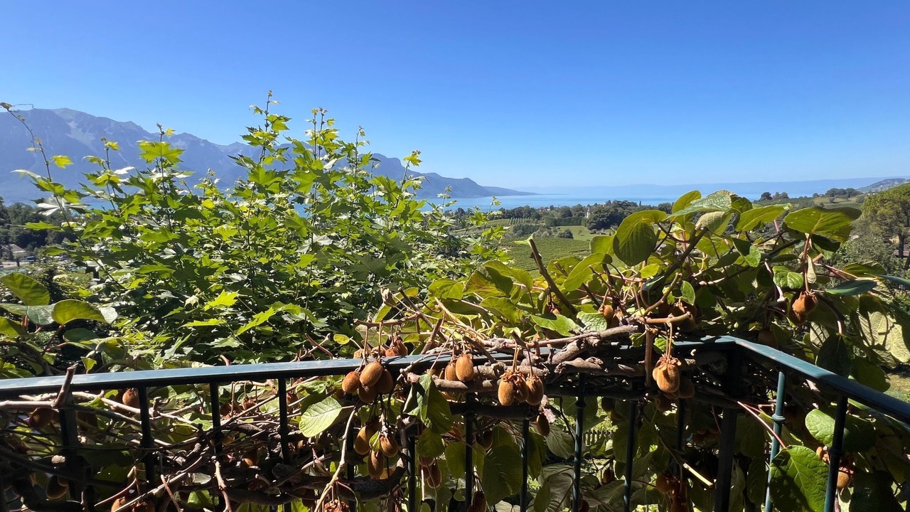 Photo of Others in Montreux
