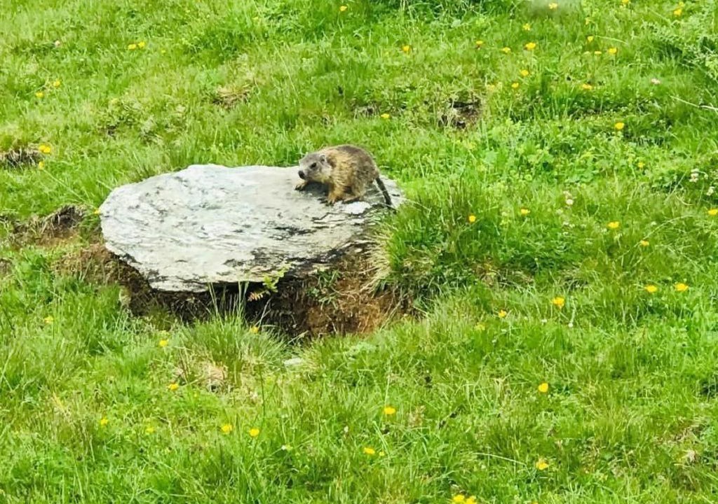 Photo of Others in Laax