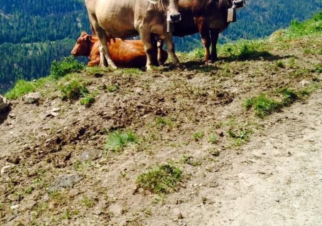 Photo of Others in Ardez