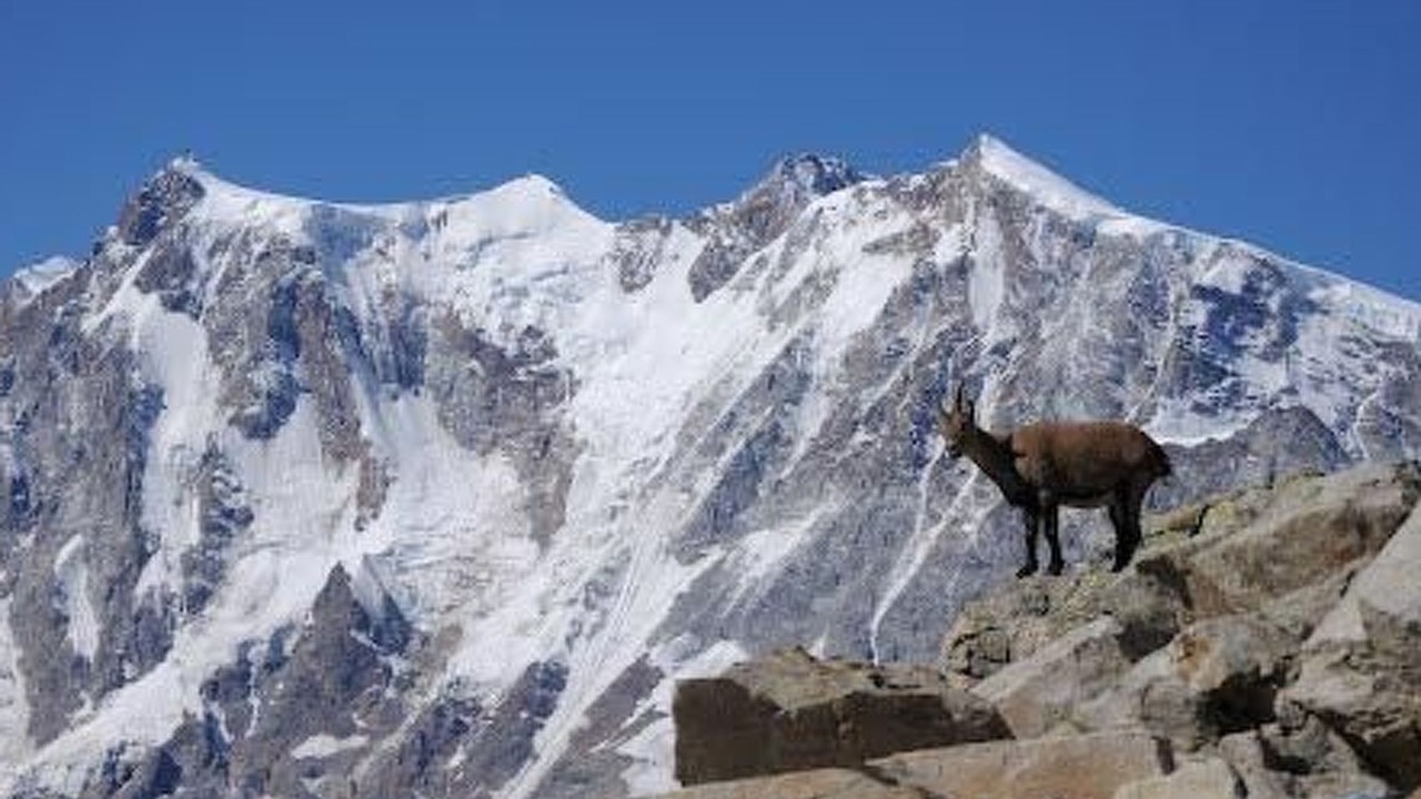 Photo of Others in Saas Almagell