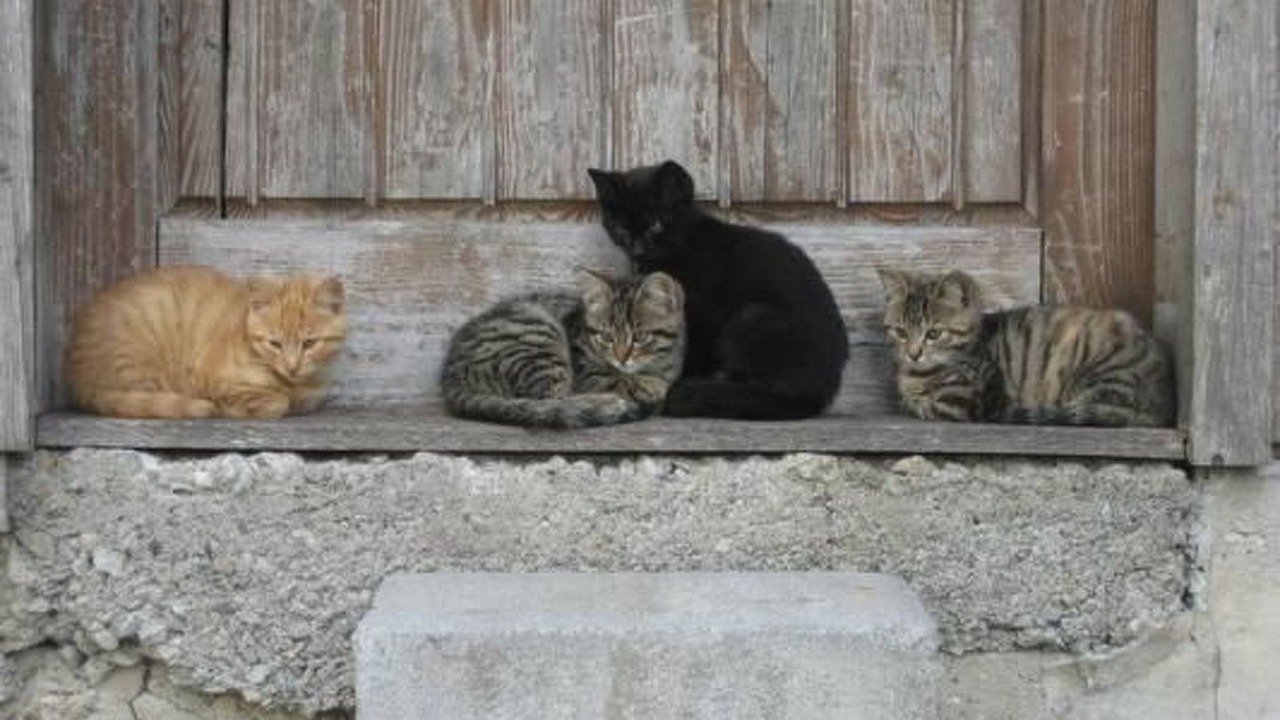 Photo of Others in Schupfheim