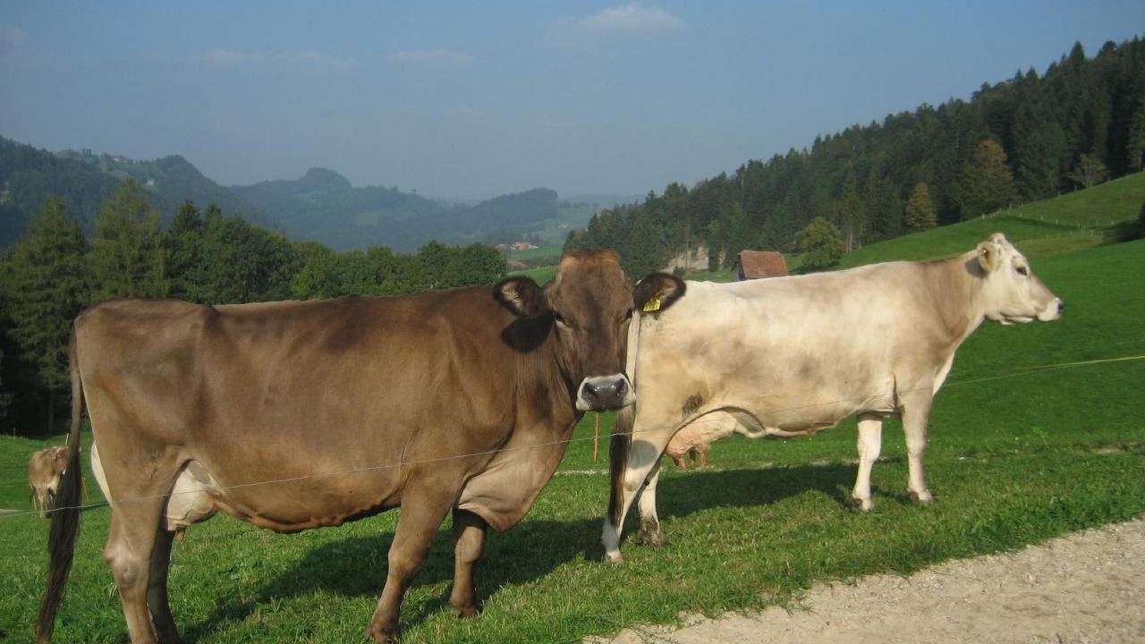 Photo of Others in Schupfheim
