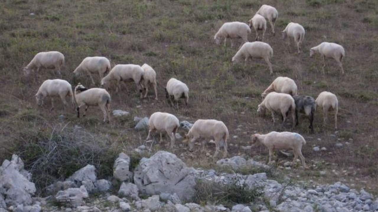 Photo of Others in Novalja
