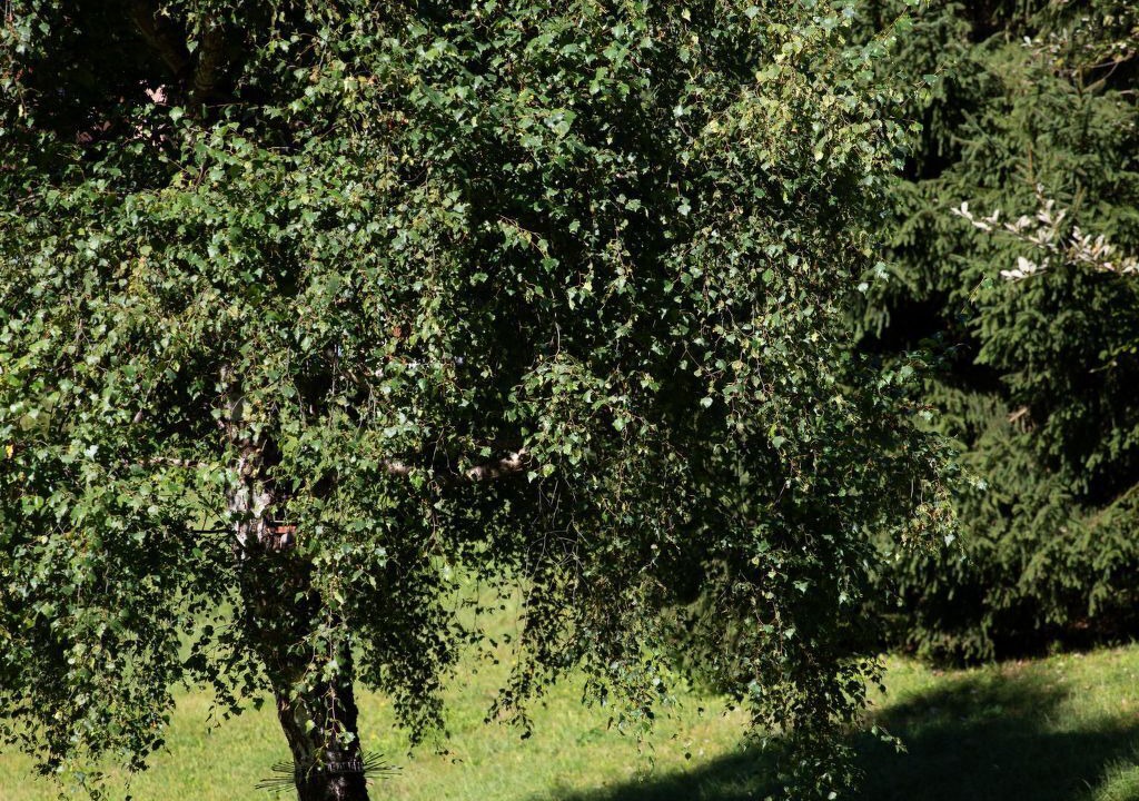 Photo of Others in Braunwald