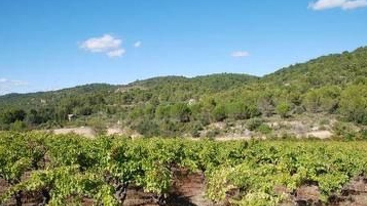 Photo of Others in Cesseras