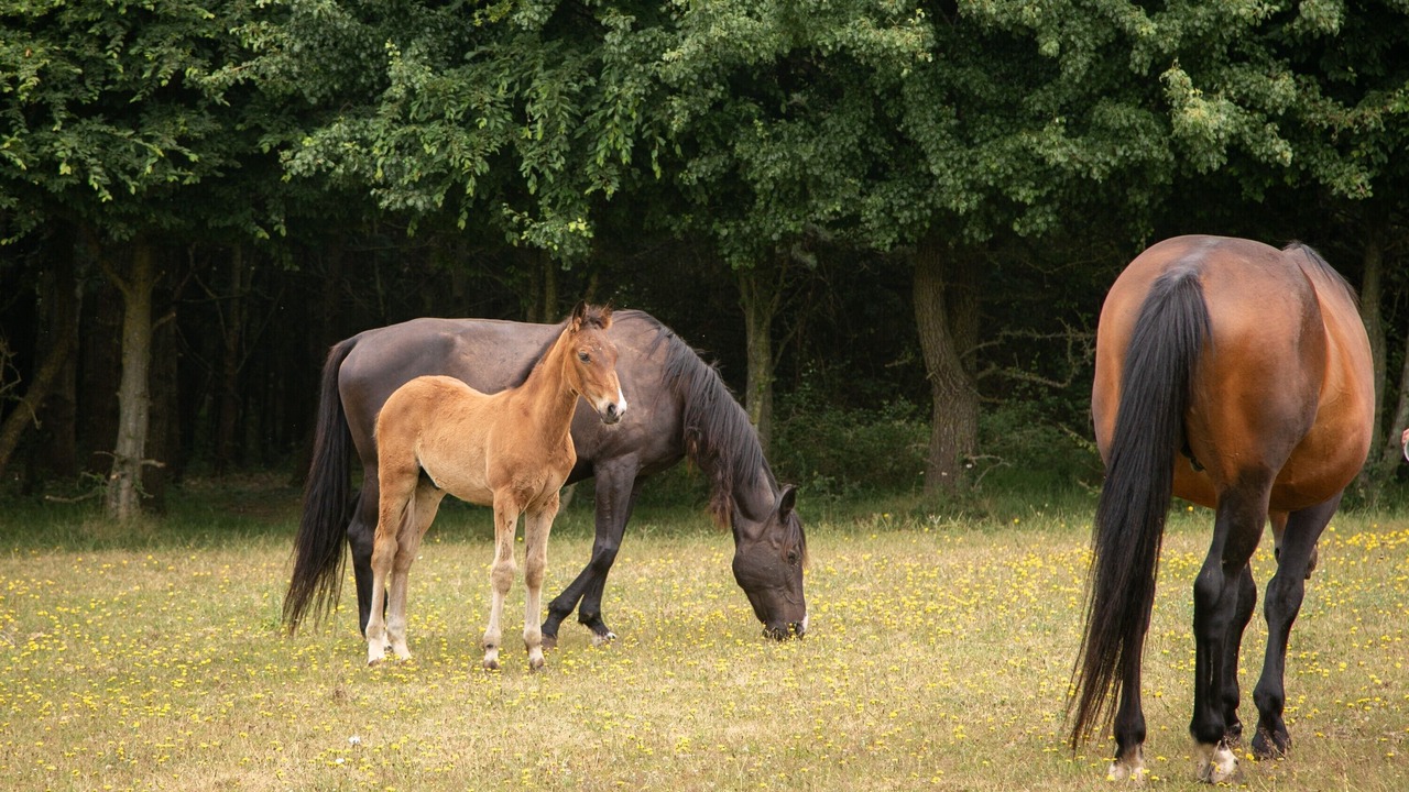 Photo of Others in Saint-Mars-du-Desert