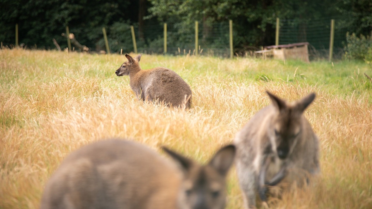 Photo of Others in Saint-Mars-du-Desert